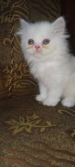 persion kittens