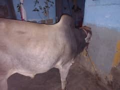 Qurbani Bull for Sale
