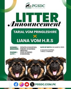 German shepherd male / female puppies available for sale