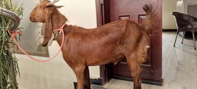 Goat /Betal  Bakra/ Makhi Cheena / Desi / Bkary / White Goats for sale