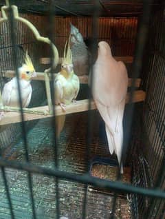 cocktail for sale 4 piece