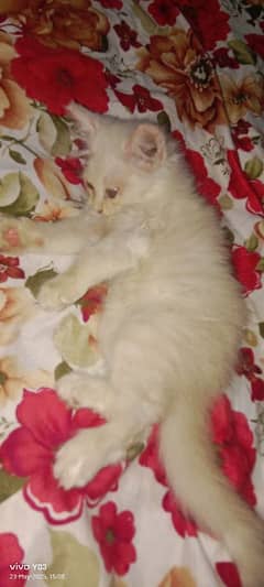 Persian