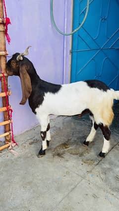 2 Danth Bakra Khassi