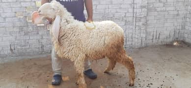 Qurbani Chtray for Sale