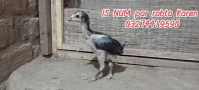 Thai chicks (03274419590)