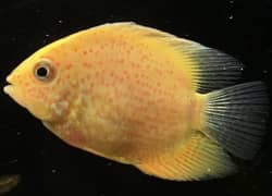 Spotted severum, blue smoky angel, albino arowana , red oscar