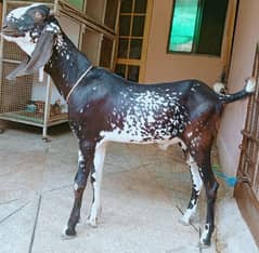 maki cheena Bakra 2dant 03498200770