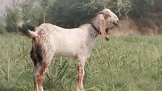 قربانی کے جانور چھوٹا بکرا بھی ہے اور بڑا بکرا بھی ہے