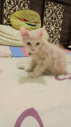 Persian kitten