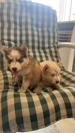 Siberian husky male/ female puppies available for sale