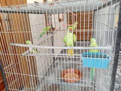 ringneck parrots
