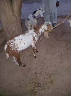 dunda