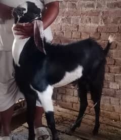 2 Daant Bakray | Doonday Bakray For Sale