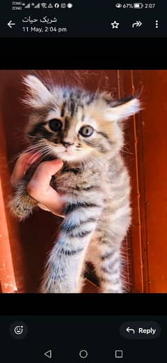 Persian kittens available pair male female