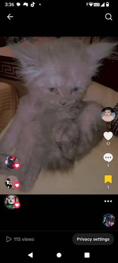 2 months old cat