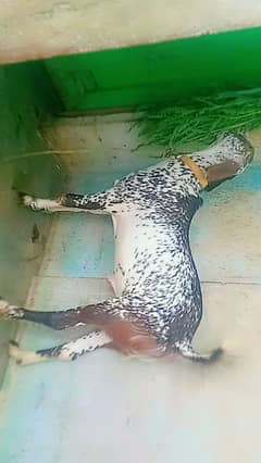 makka
