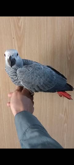 African Grey Parrot Self Chick Available For Sale