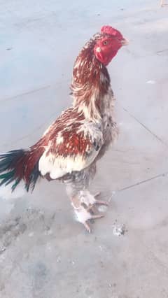 Aseel available full active and healthy  double body white eye noknali