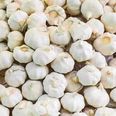 Garlic