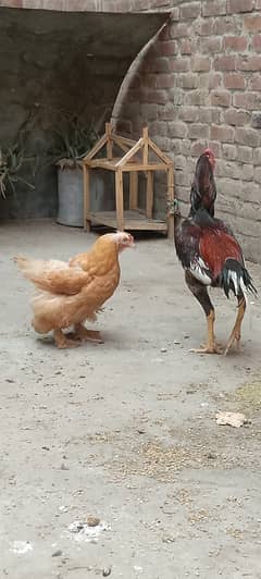 Pakistani aseel