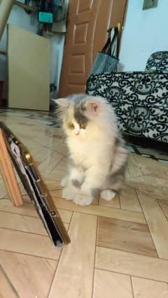 Persian punch face