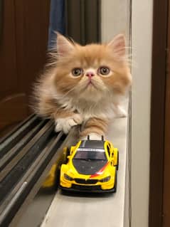 Persian Cat / Pike Face Kittens / Fluffy Kittens For Sale