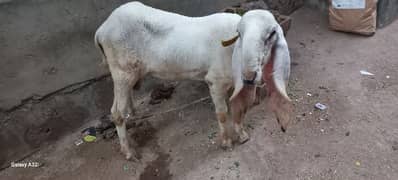kajla | mundra | bakra | dumba | kajla chatra bacha for qurbani 2025