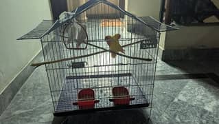 Parrots