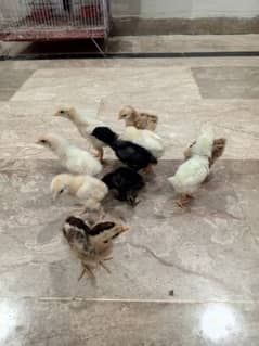 Chicks