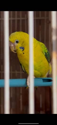 blackwing and split blackface budgie for Free