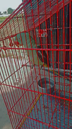 raw parrot for sale