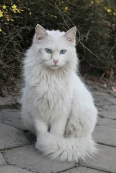 Male
