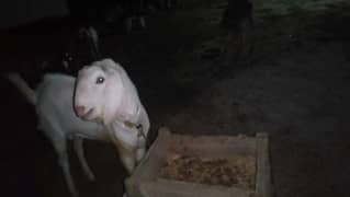 Qurbani k Bakry
