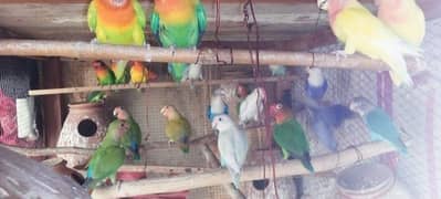 love birds