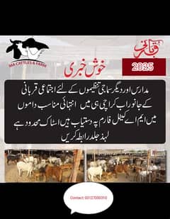 Qurbani bull | Bachra | desi buls | Wehra | بچرا | Bachra | Buffalo