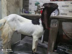 qurbai baqra for sell