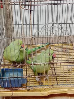 Green Ring neck pair
