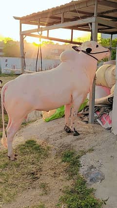 Dhani Breed