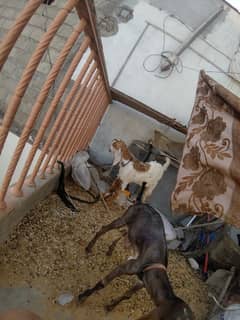 Bakra for sale urgent sale krna h mounasin pysoun m Dy dounga