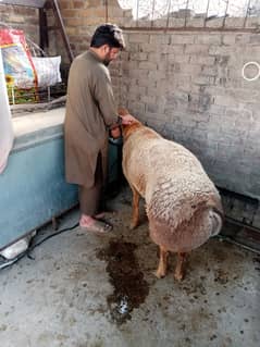 Young sheep