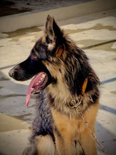 German