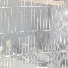 5 charcole 6 pearl Urgent for sell