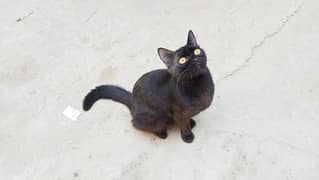 Beautiful 10-Month-Old Black Siamese Cat for Sale. Whatsapp(03318386875