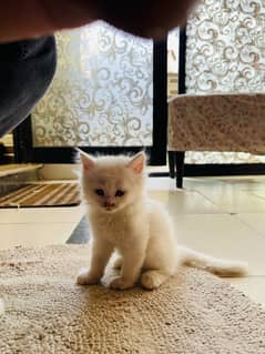 Persian Punch Face/Doll Face Kittens