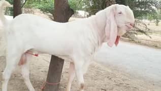 2 Dant Bakra Urgent For Sale CALL, 03278290878