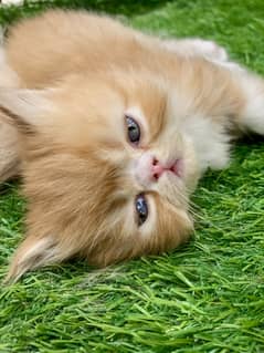 Persian Cat / Pike Face Kittens / Fluffy Kittens For Sale