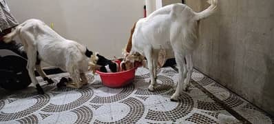 Desi Bakry Joori/ goats/ Qurbaani 2025