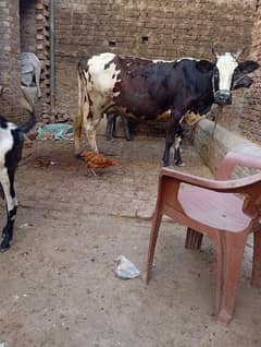 عید الاضحیٰ قربانی Qurbani 2025 Sell