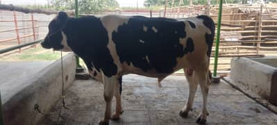 Holstien friesian Bull for Qurbani