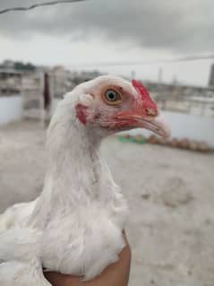 HEERA